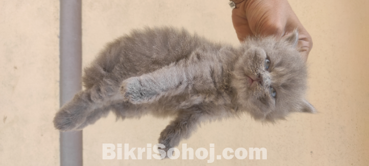 Traditional Persian kitten